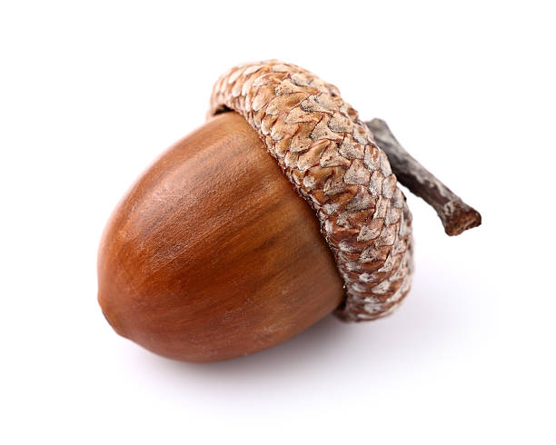 acorn