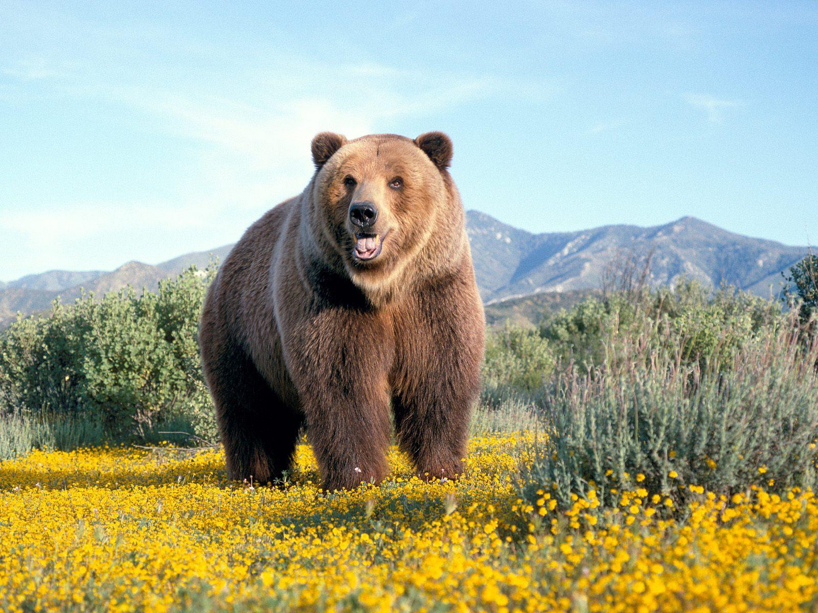 bear