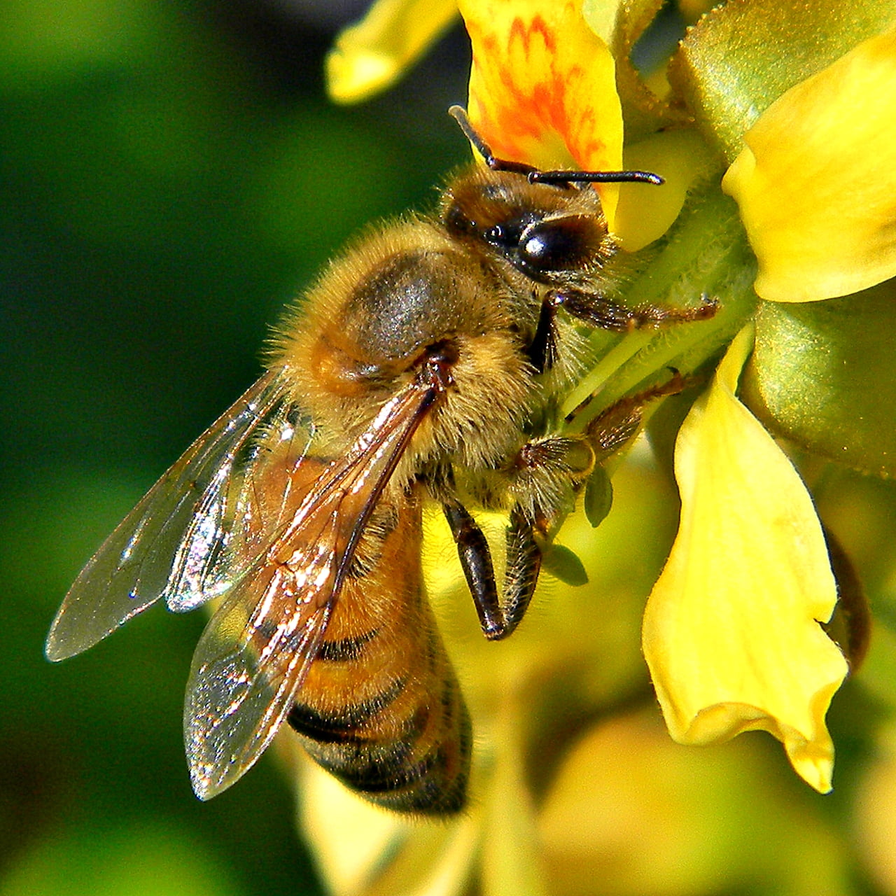 bee