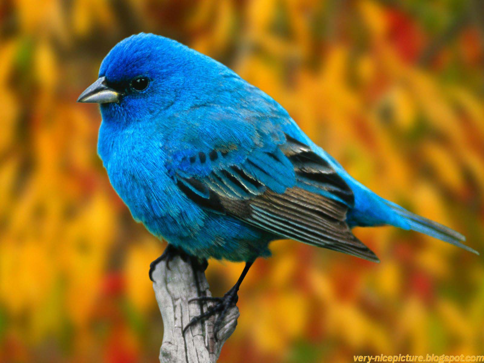 bird