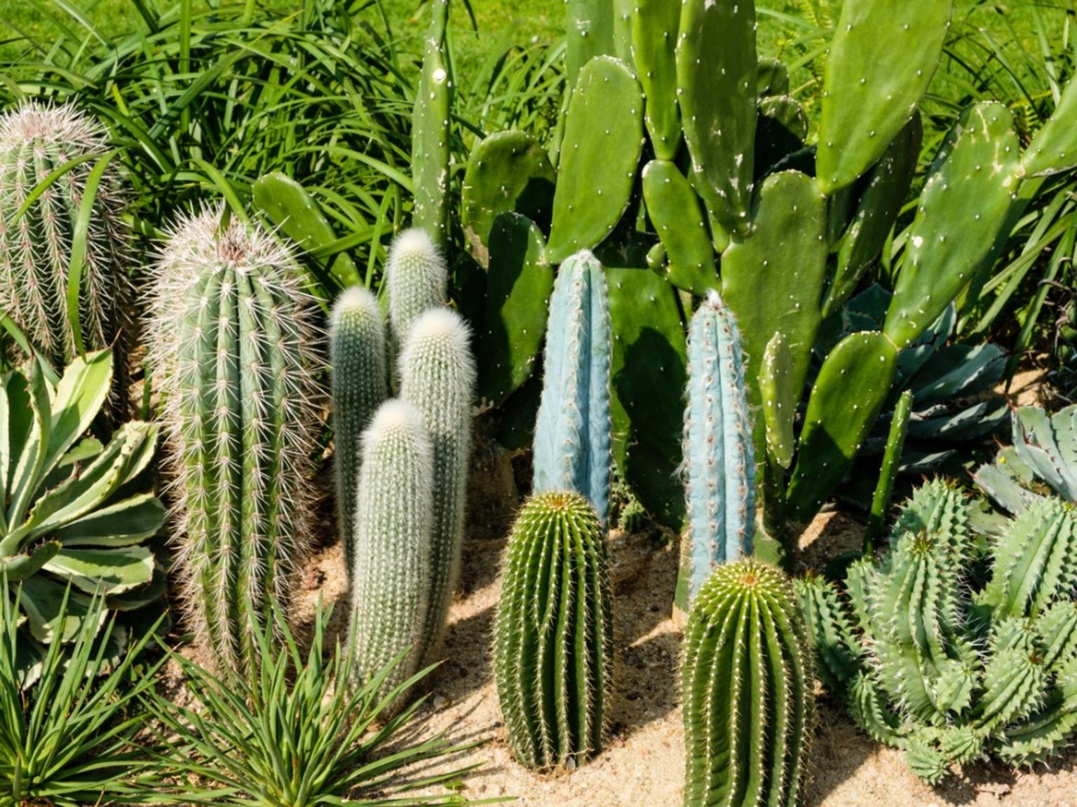 cactus