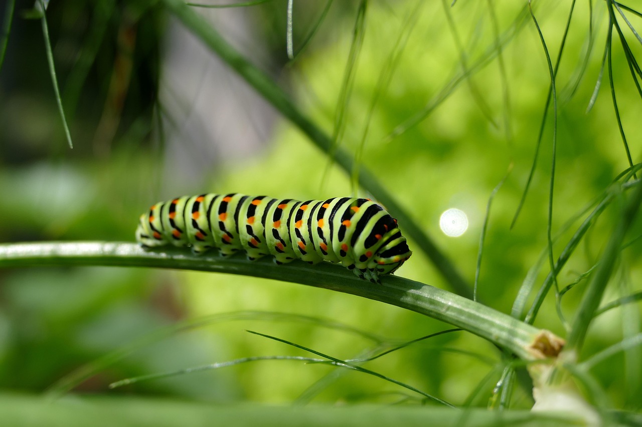 caterpillar