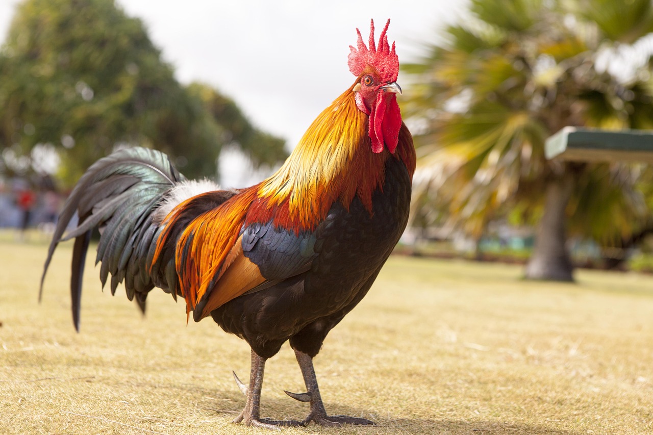 chicken