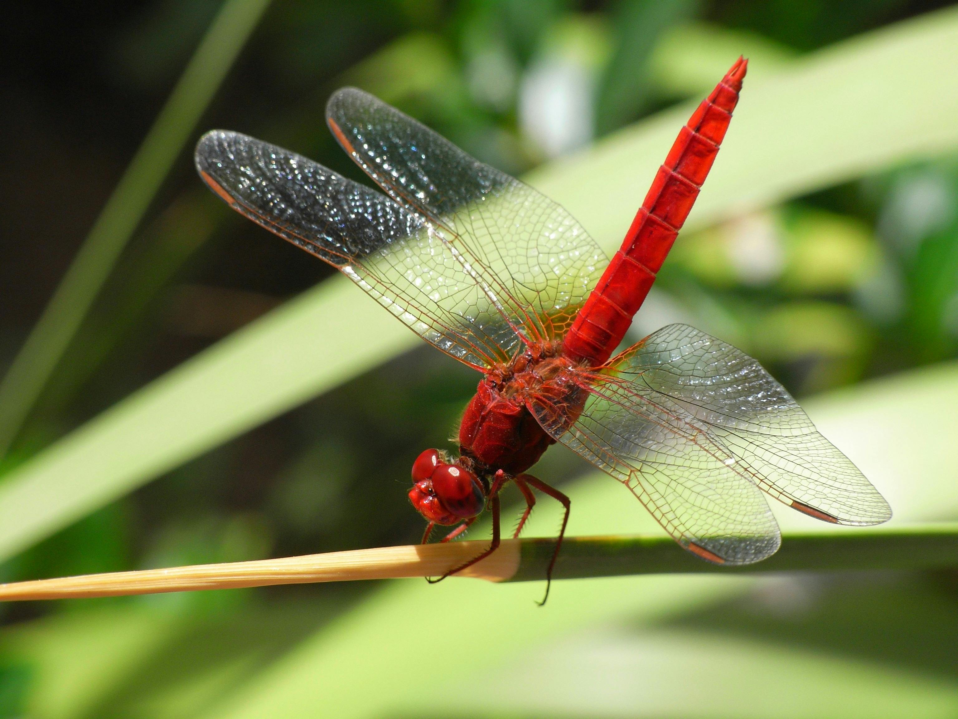 dragonfly