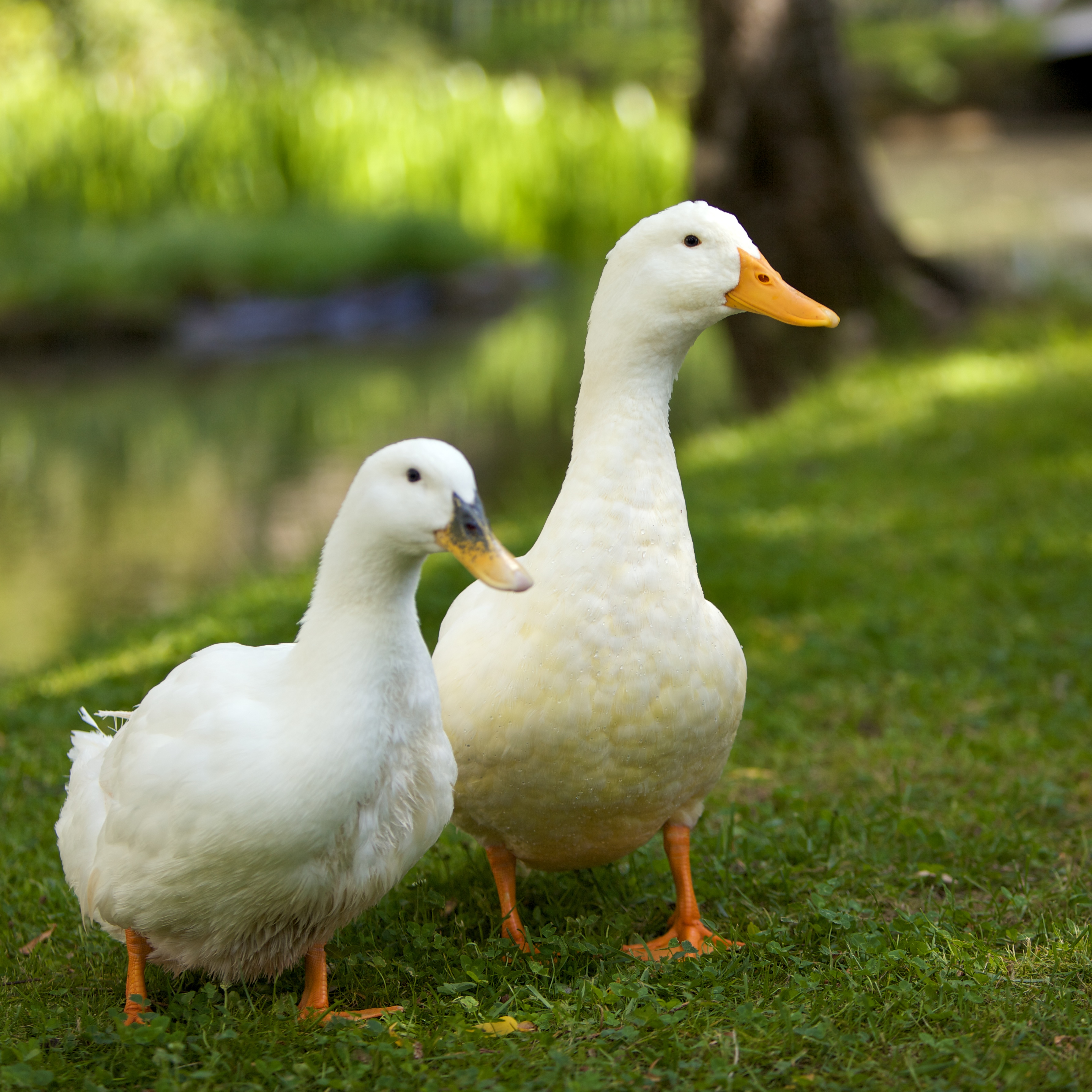 duck